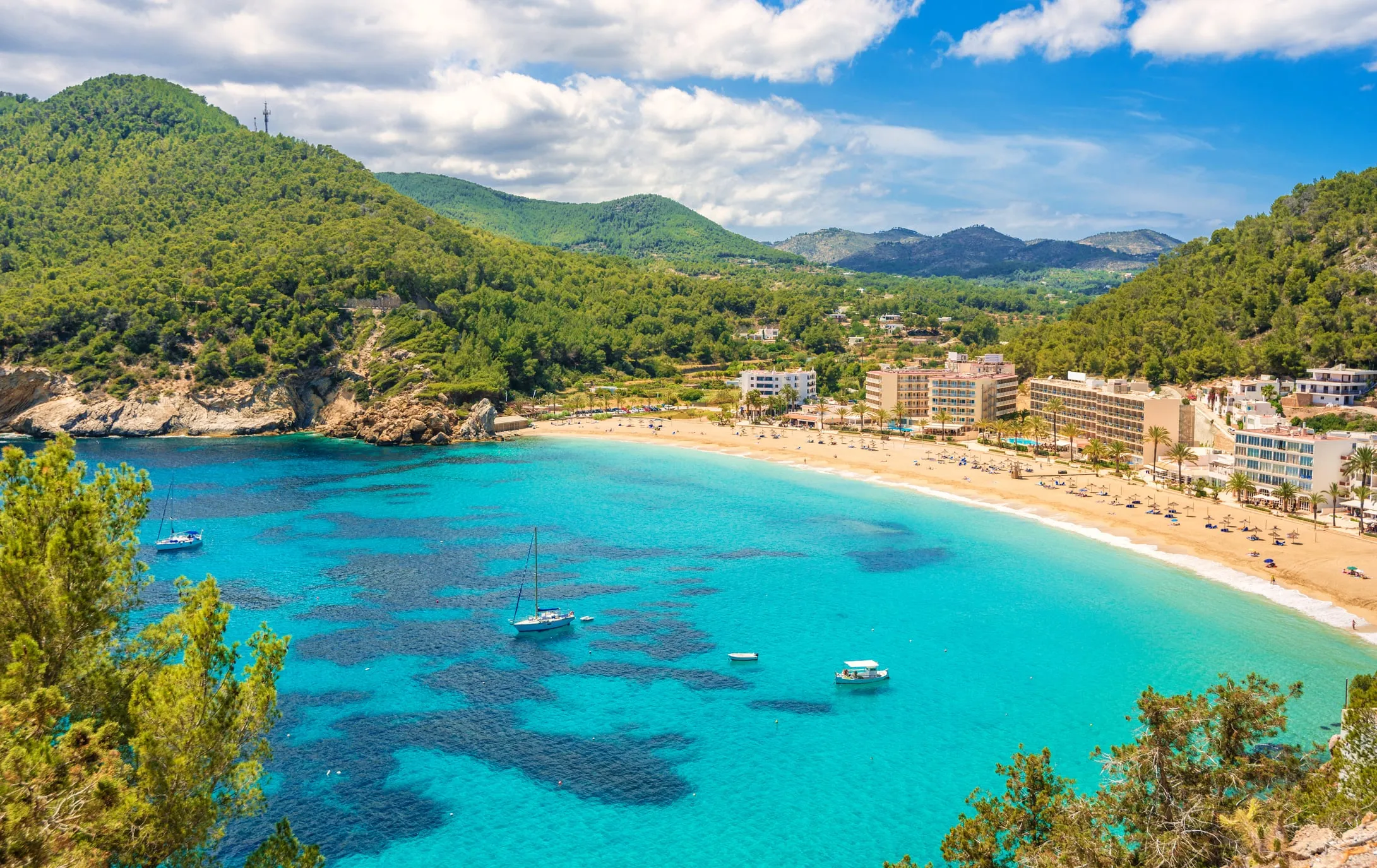 Cala San Vicente's perfect crescent beach with turquoise gradient waters and pine-forested headlands