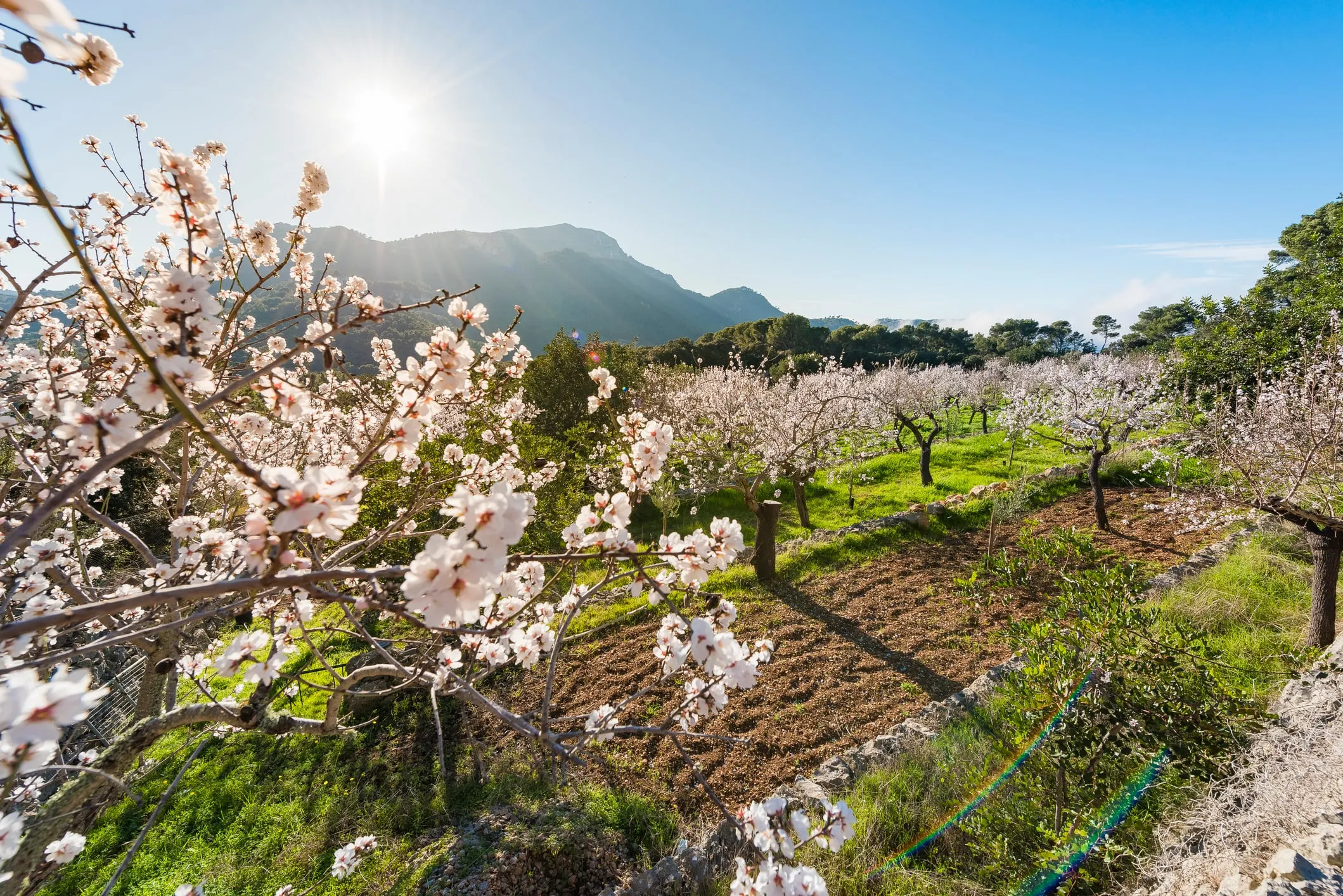 Almond trees in full bloom covering the Tramuntana valley in pink and white blossoms